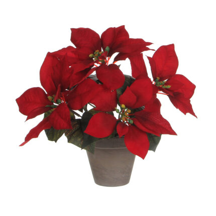 Planta flor do natal vermelha em vaso cinzento 22x27cm
